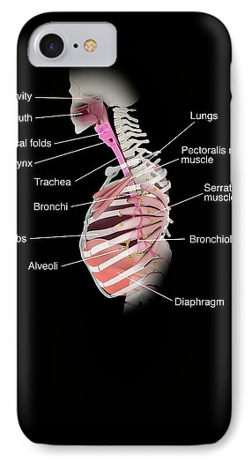 Nobody iPhone 7 Case featuring the photograph Human Respiratory System by Mikkel Juul Jensen