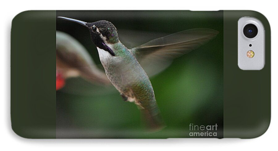 Hummingbird iPhone 7 Case featuring the photograph Hummingbird Male Anna In Flight Over Perch by Jay Milo