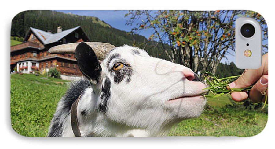 Goat iPhone 7 Case featuring the photograph Hungry goat by Matthias Hauser