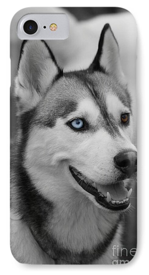 Husky iPhone 7 Case featuring the photograph Husky Portrait by Vicki Spindler