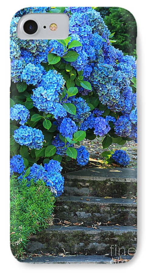 Websites: Jeanette-french.artistwebsites.com And Jeanette-french.pixels.com iPhone 7 Case featuring the photograph Hydrangea Steps 2 by Jeanette French