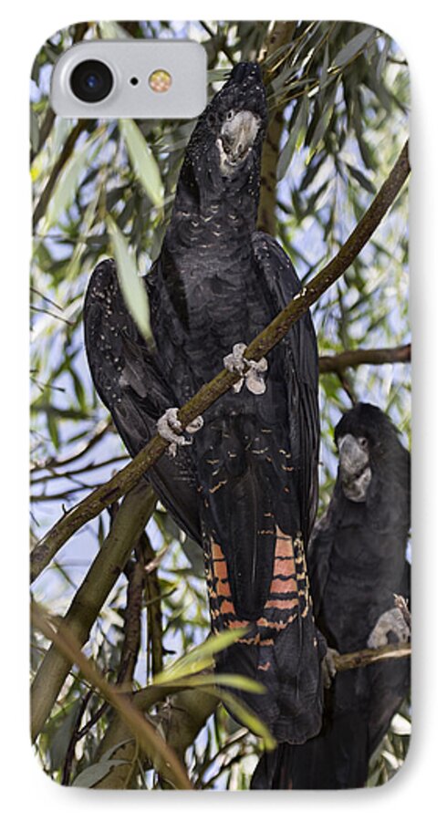 Red Tailed Black Cockatoos iPhone 7 Case featuring the photograph I Say Old Chap by Douglas Barnard
