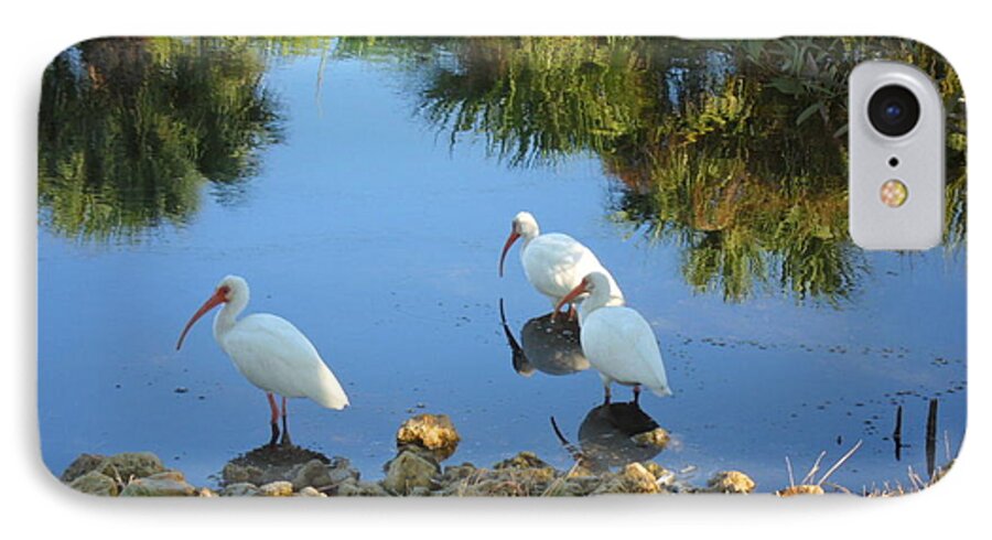 Ibis iPhone 7 Case featuring the photograph Ibis in three by Val Oconnor