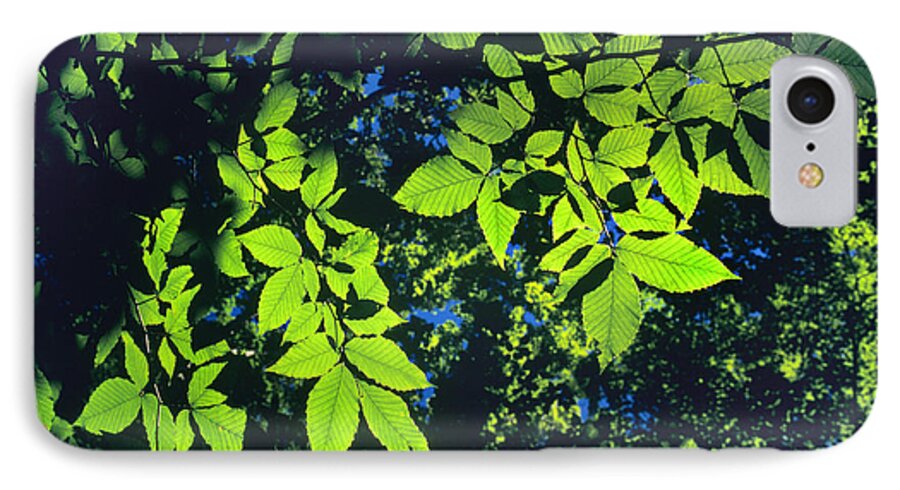 Nature iPhone 7 Case featuring the photograph Illuminated by Jamieson Brown