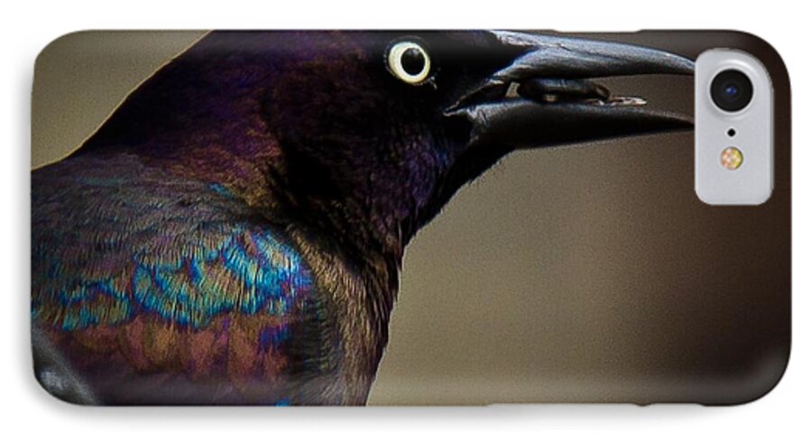 Common Grackle iPhone 7 Case featuring the photograph I'm not done eating by Robert L Jackson