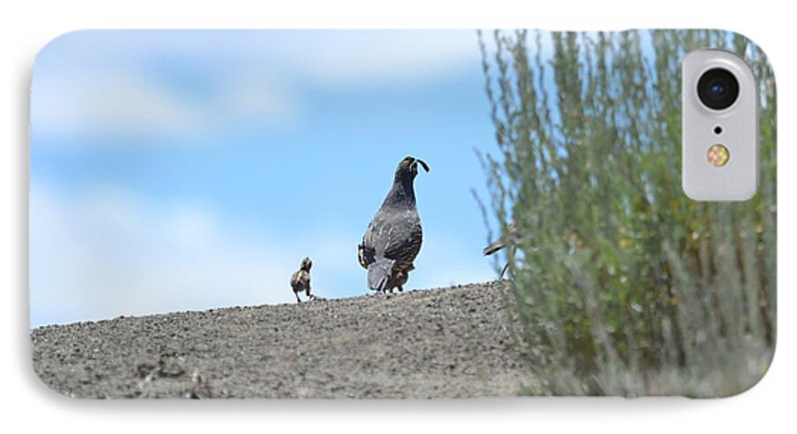 Quail iPhone 7 Case featuring the photograph In Dad's Footsteps by Laurianna Taylor