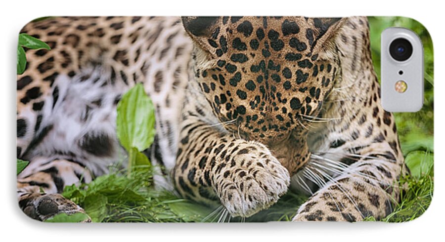 Spotted Leopard iPhone 7 Case featuring the photograph In the Moment by Mary Lou Chmura