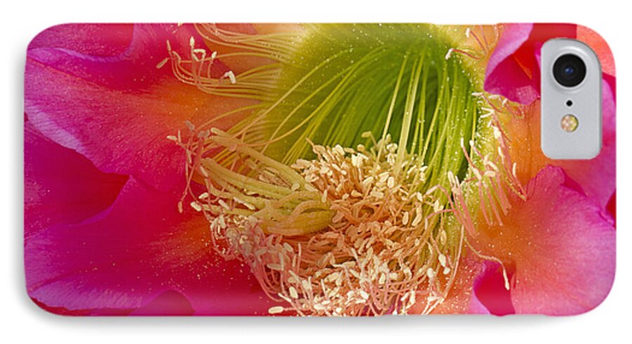 Flower iPhone 7 Case featuring the photograph In the spotlight by Elvira Butler