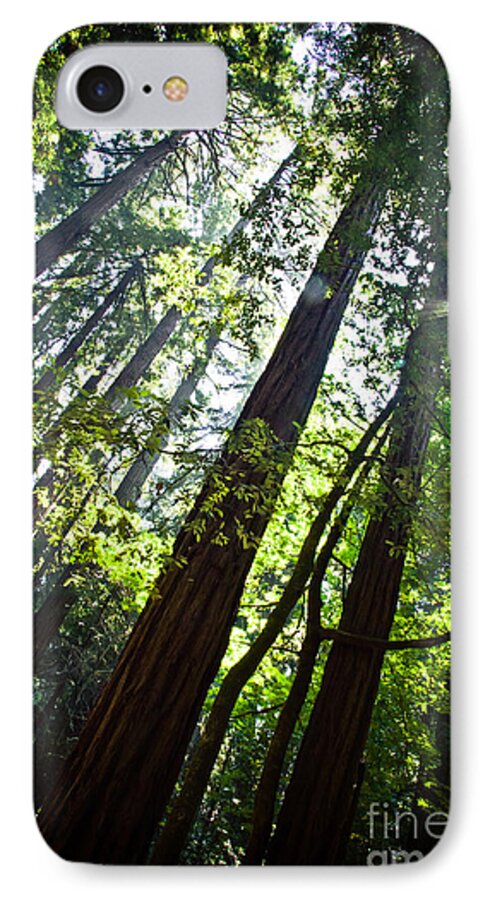 Trees iPhone 7 Case featuring the photograph In The Woods by Ana V Ramirez