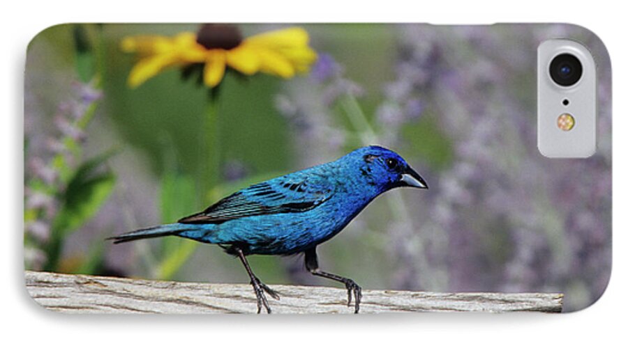 Attracting iPhone 7 Case featuring the photograph Indigo Bunting (passerina Cyanea by Richard and Susan Day