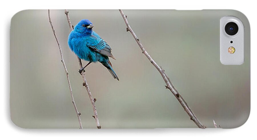 Indigo Bunting iPhone 7 Case featuring the photograph Indigo Bunting Square by Bill Wakeley