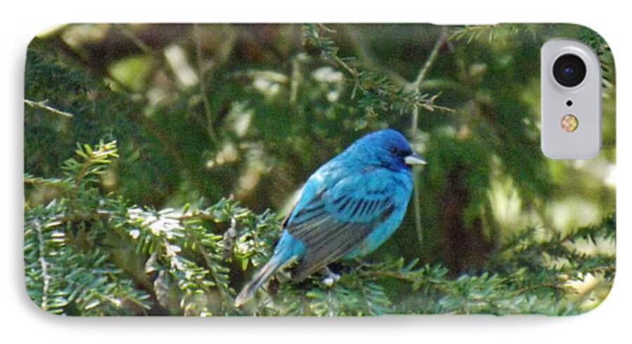 Bird iPhone 7 Case featuring the photograph Indigo Bunting Visit by Brenda Brown