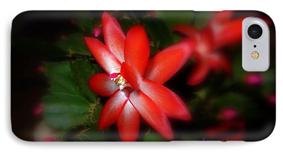 Christmas Cactus iPhone 7 Case featuring the photograph It was Christmas time by Mariana Costa Weldon