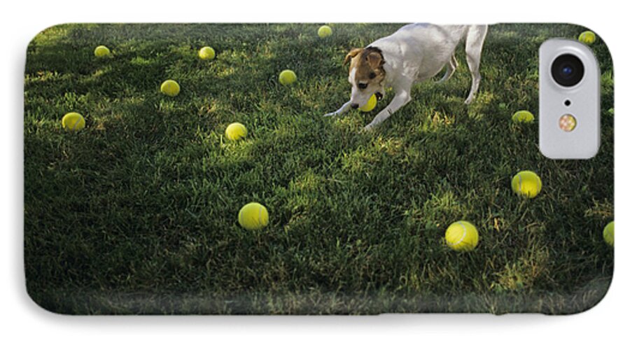Jack Russell Terrier iPhone 7 Case featuring the photograph Jack Russell Terrier tennis balls by Jim Corwin