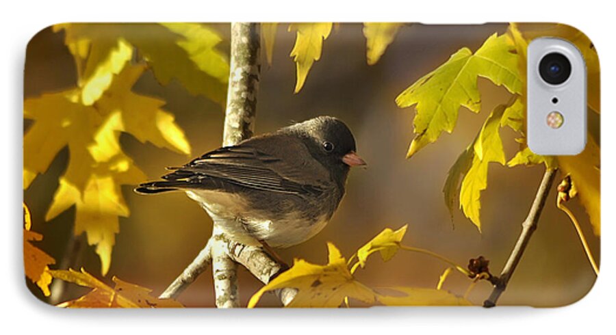 Nature iPhone 7 Case featuring the photograph Junco in Morning Light by Nava Thompson