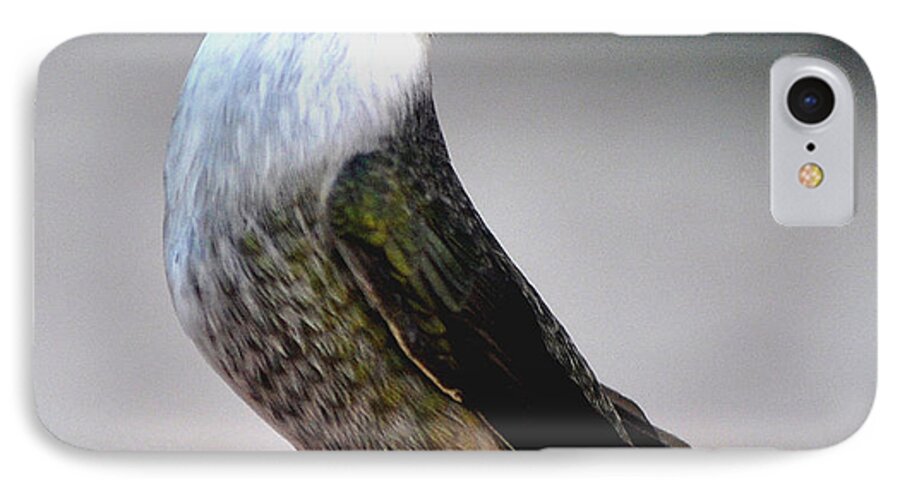 Hummingbird iPhone 7 Case featuring the photograph Juvenile Male Costa On Perch Posing by Jay Milo