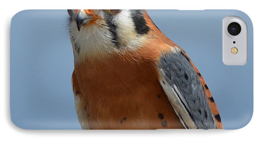 North American Kestrel iPhone 7 Case featuring the photograph Kestral close up by Frank Larkin