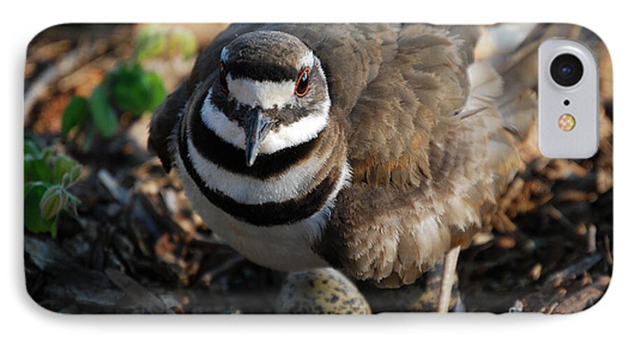 Names Of Birds iPhone 7 Case featuring the photograph Killdeer Mom by Skip Willits