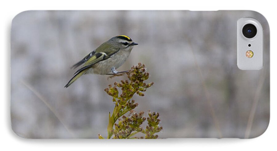 Golden Crowned Kinglet iPhone 7 Case featuring the photograph Kinglet by Greg Graham