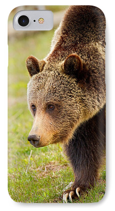 Grizzly Bear iPhone 7 Case featuring the photograph Lake Grizzly by Aaron Whittemore