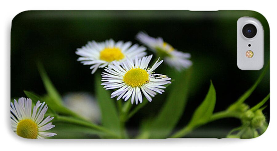 Daisy iPhone 7 Case featuring the photograph Late Summer Bloom by Melissa Petrey