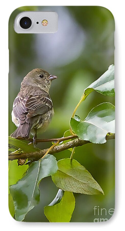 Lazuli Bunting iPhone 7 Case featuring the photograph Lazuli Bunting female 2 by Sharon Talson