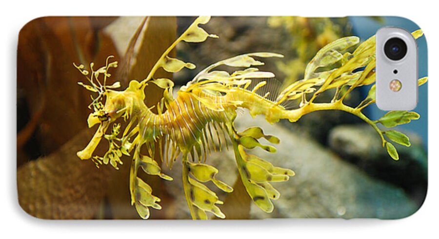 Leafy iPhone 7 Case featuring the photograph Leafy Sea Dragon by Shane Kelly
