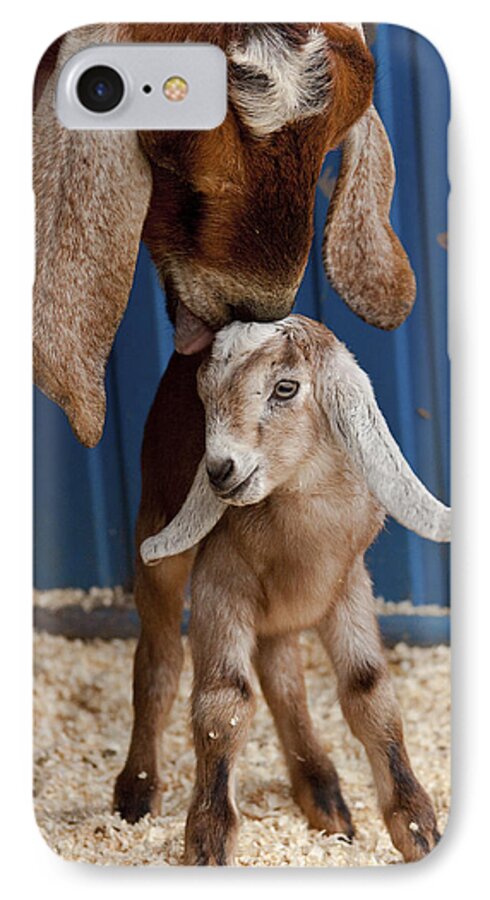 Goat iPhone 7 Case featuring the photograph Licked Clean by Caitlyn Grasso