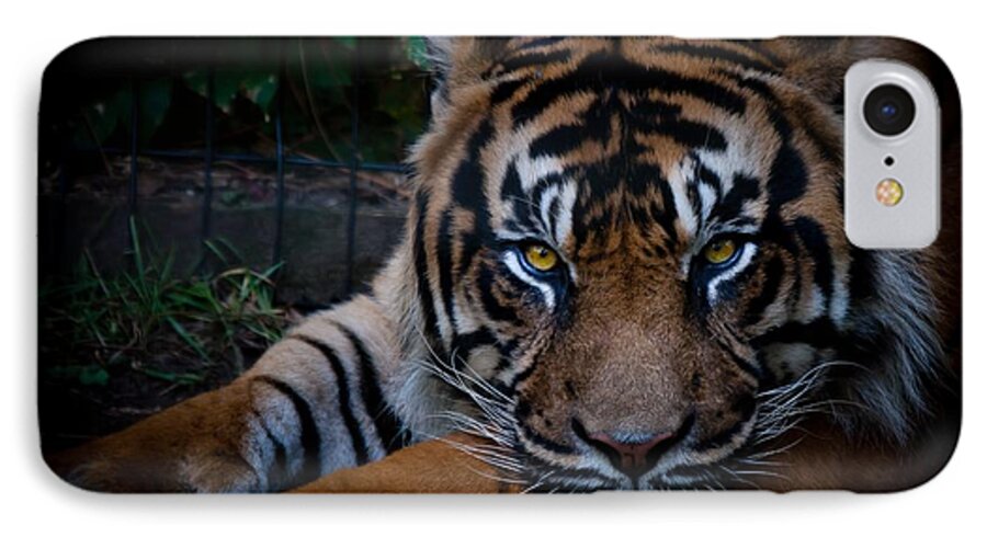 Tiger iPhone 7 Case featuring the photograph Like My Eyes? by Robert L Jackson
