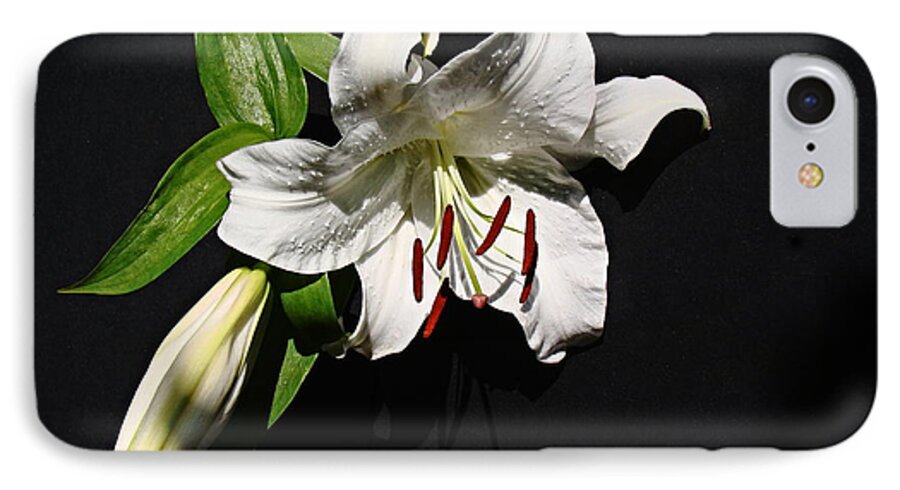 Lily iPhone 7 Case featuring the photograph Lily at Daybreak by Nick Kloepping