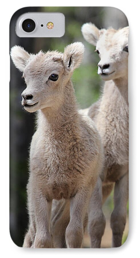 Little iPhone 7 Case featuring the photograph Little Bighorns by Marty Fancy