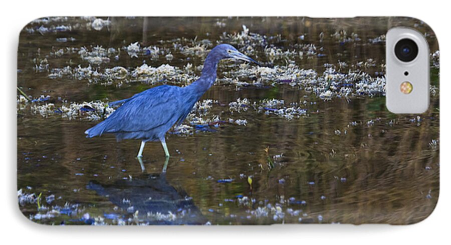 Sanibel iPhone 7 Case featuring the photograph Little Blue Heron by Gary Hall