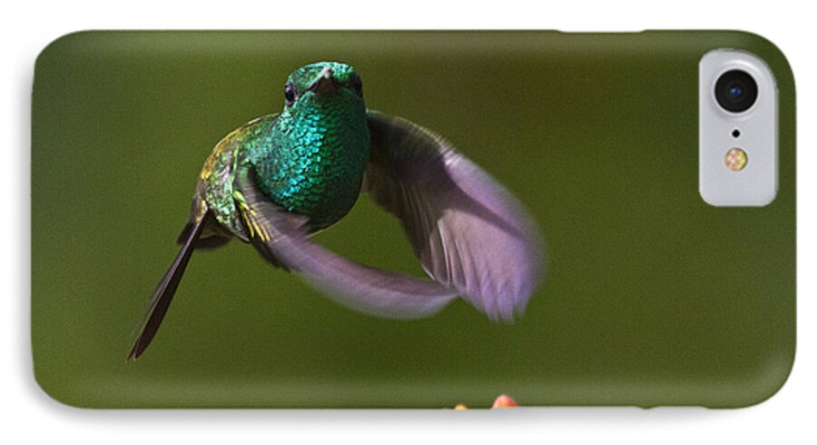 Bird iPhone 7 Case featuring the photograph Little Hedgehopper by Heiko Koehrer-Wagner