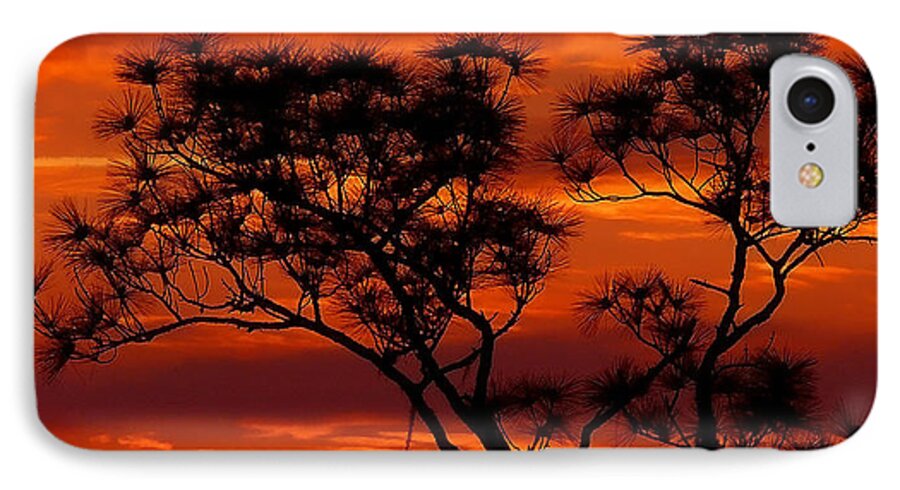 Long Leaf Pine iPhone 7 Case featuring the photograph Long Leaf Pine by Stuart Harrison