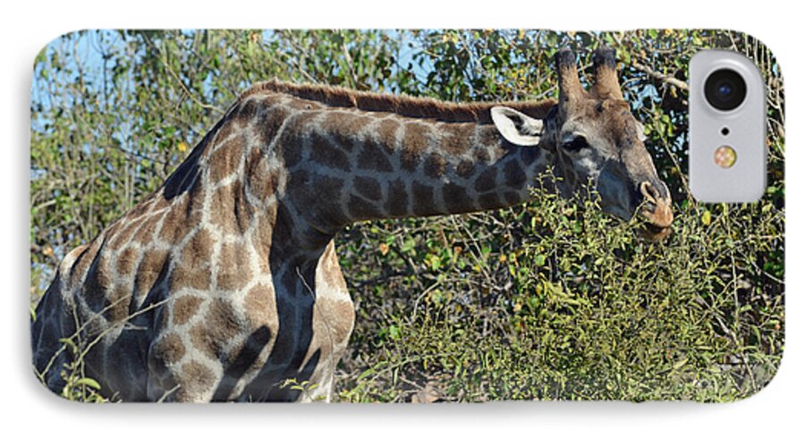 Giraffe iPhone 7 Case featuring the photograph Long Stretch by Allan McConnell