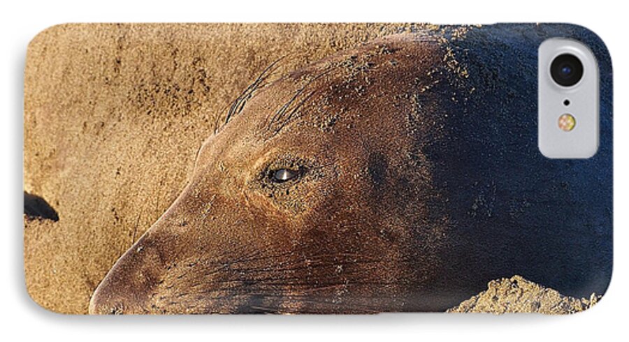 Elephant Seal iPhone 7 Case featuring the photograph Lost in Thought by Parrish Todd