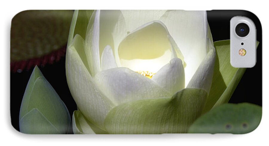 Flower iPhone 7 Case featuring the photograph Lotus Flower in White by Julie Palencia