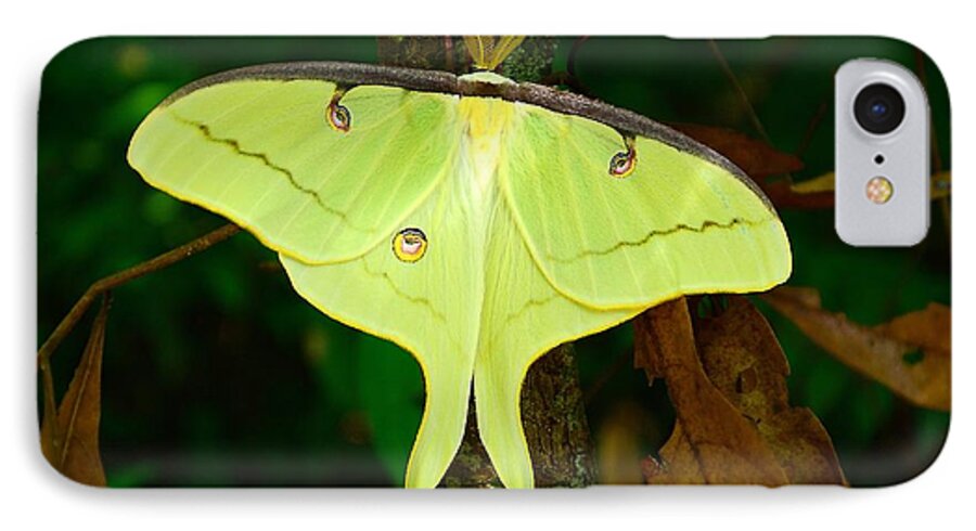 Luna Moth iPhone 7 Case featuring the photograph Luna Moth by Kathy Baccari