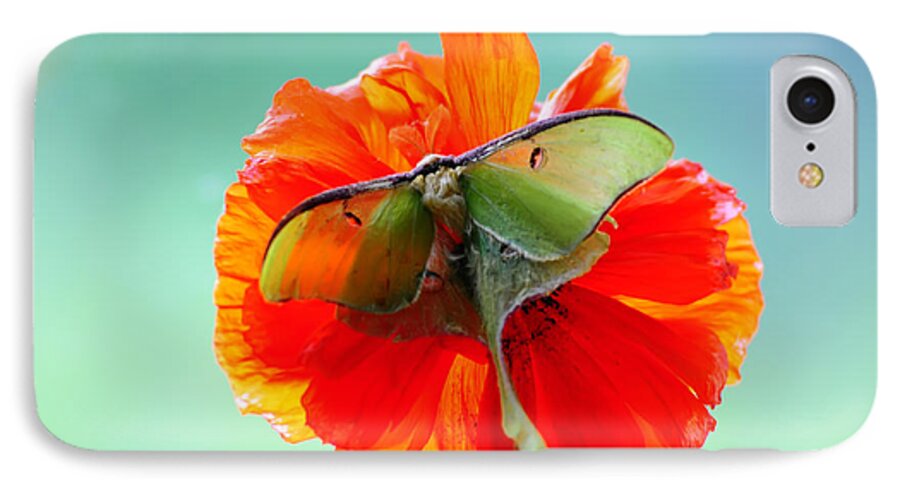 : iPhone 7 Case featuring the photograph Luna Moth on Poppy Aqua back ground by Randall Branham