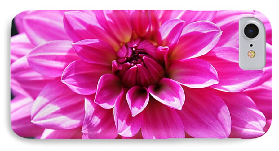Flowers iPhone 7 Case featuring the photograph Lush Pink Dahlia by Judy Palkimas