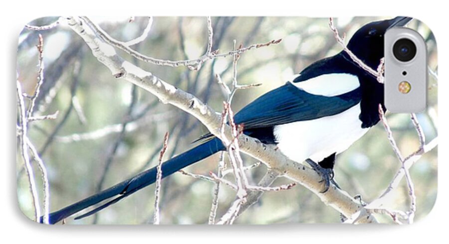 Colorado iPhone 7 Case featuring the photograph Magpie on Aspen Tree by Marilyn Burton
