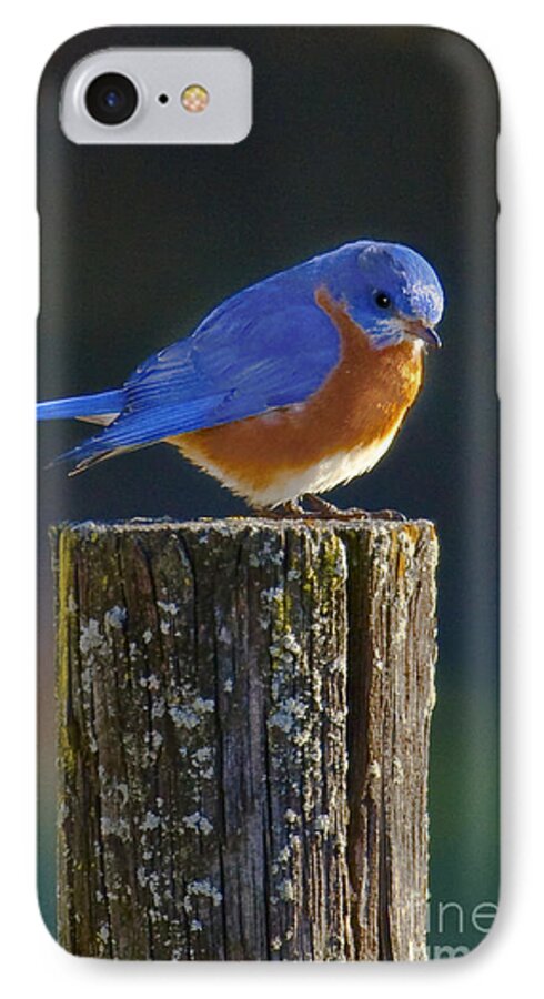 Male iPhone 7 Case featuring the photograph Male Bluebird by Ronald Lutz