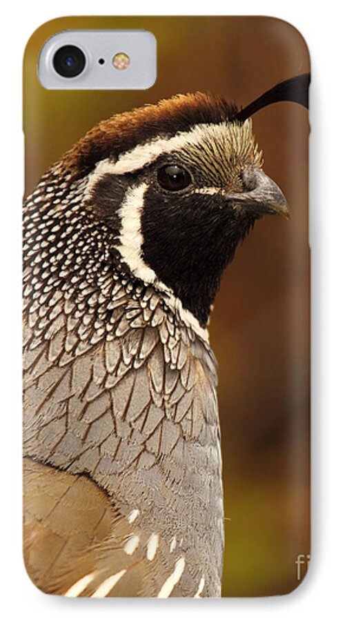 Bird iPhone 7 Case featuring the photograph Male California Quail by Max Allen