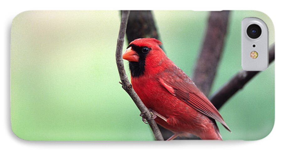Male Cardinal iPhone 7 Case featuring the photograph Male Cardinal by Thomas R Fletcher