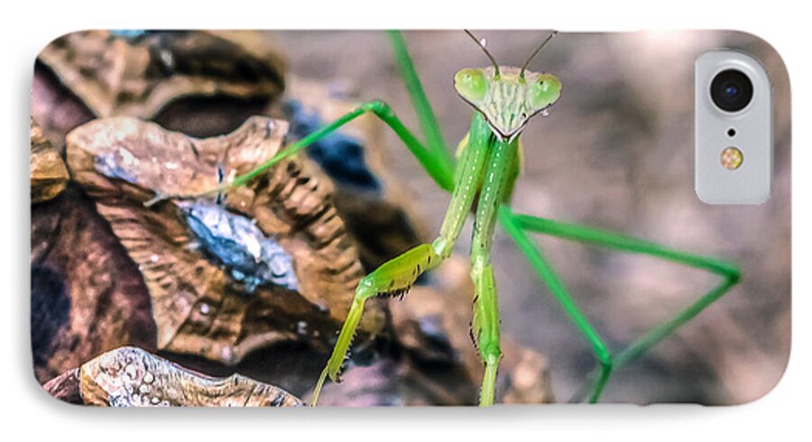 Animal iPhone 7 Case featuring the photograph Mantis On A Pine Cone by Traveler's Pics