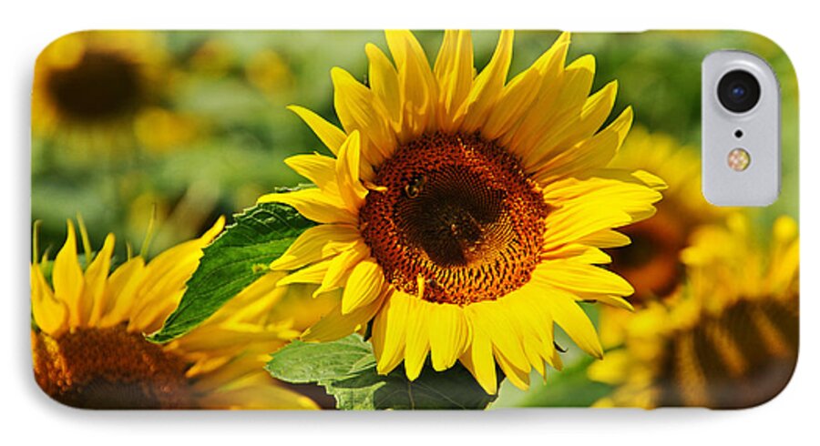 Sun iPhone 7 Case featuring the photograph Many Sunflowers Only Two Bees by Mike Martin