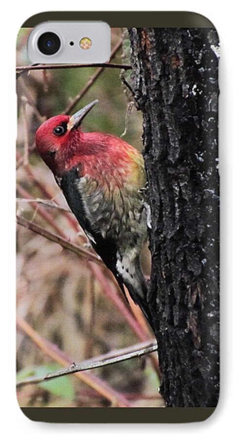 Wildlife iPhone 7 Case featuring the photograph Maple sap time by I'ina Van Lawick
