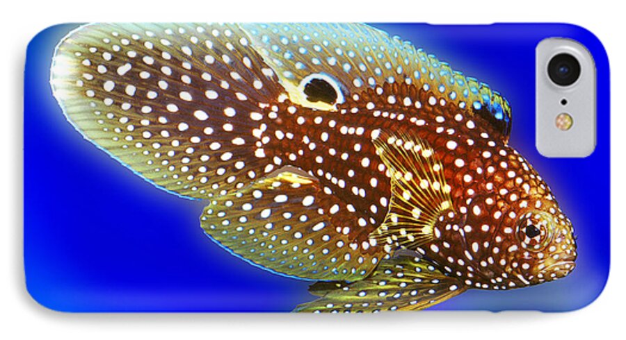 Marine Betta Grouper iPhone 7 Case featuring the digital art Marine Beta Fish Calloplesiops altivelis by Wernher Krutein
