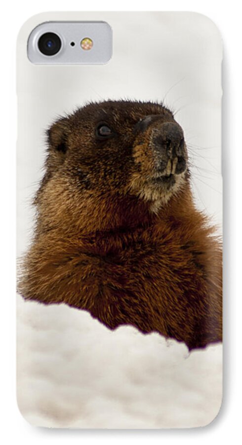 Yellow Bellied Marmot iPhone 7 Case featuring the photograph Marty the Marmot by Daniel Hebard