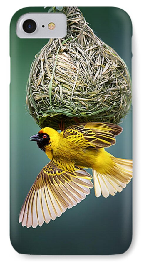 Africa iPhone 7 Case featuring the photograph Masked weaver at nest by Johan Swanepoel